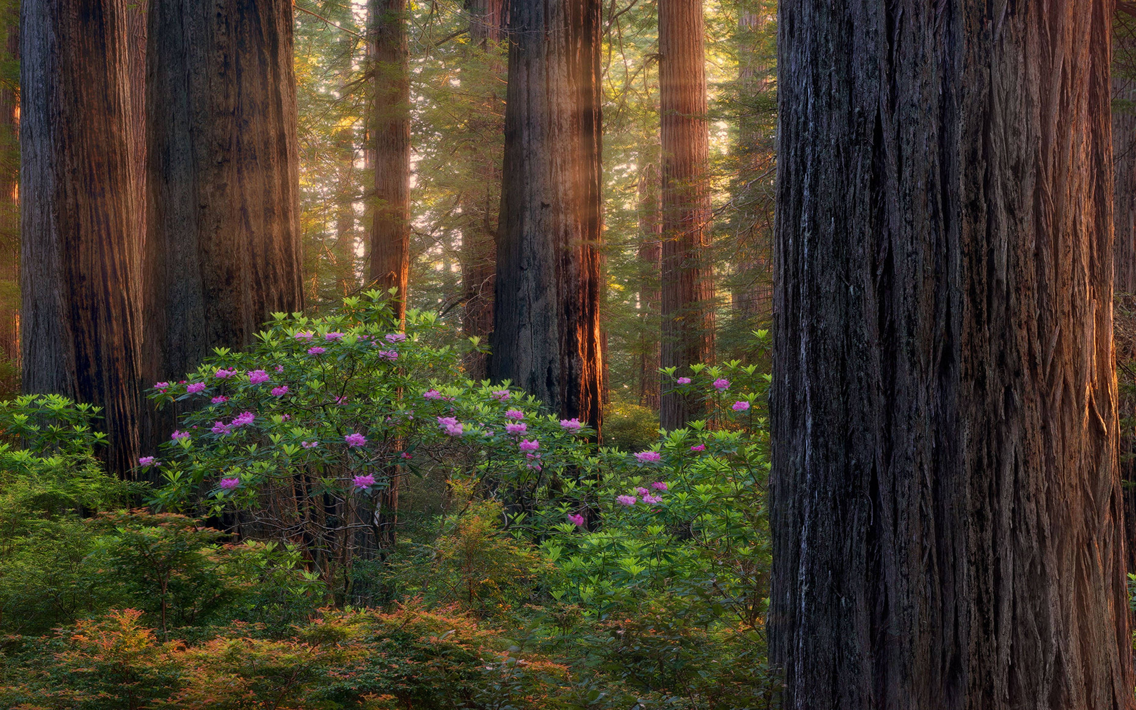 Rừng Oregon Tím Hình nền