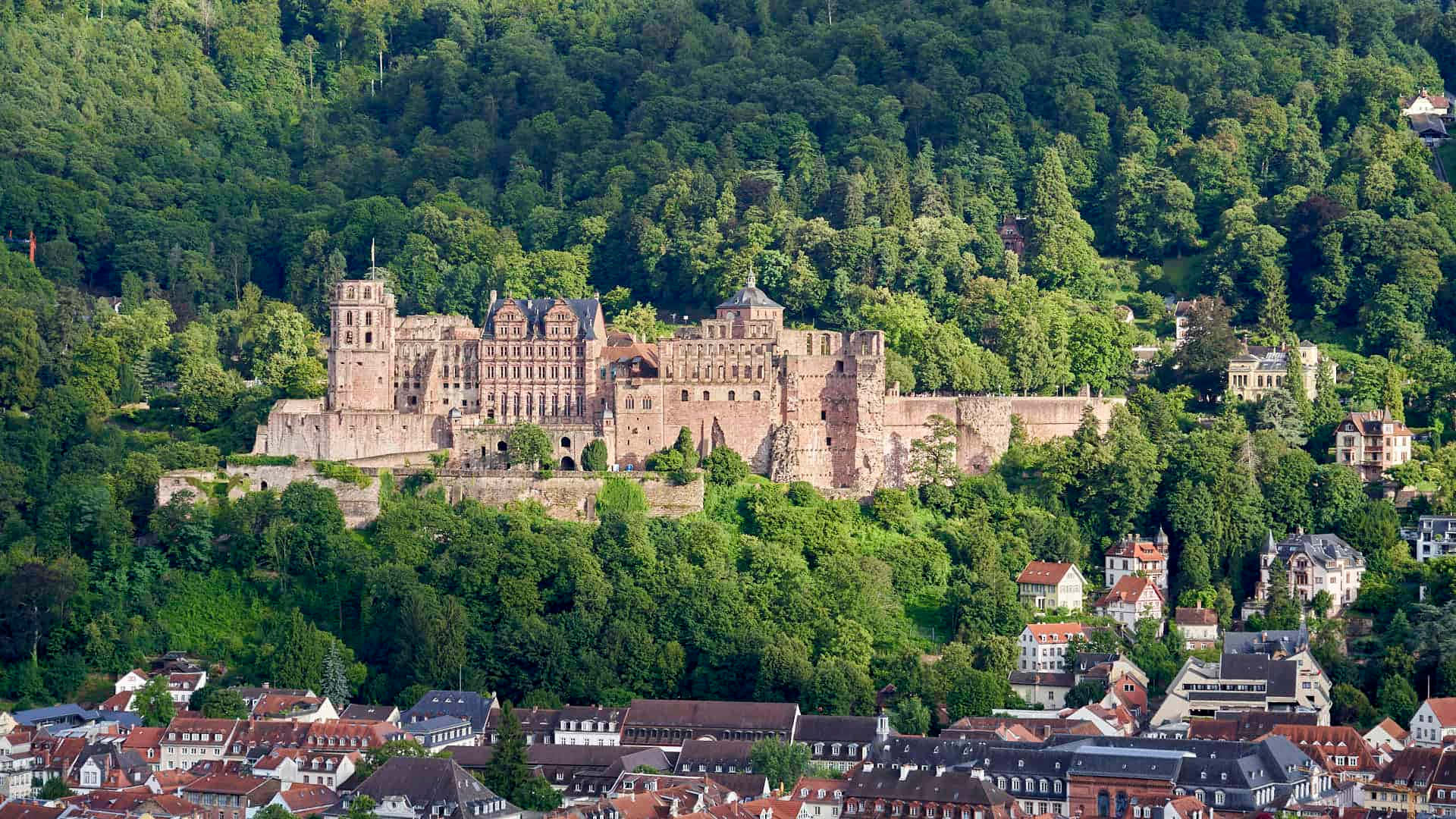 Rừng Quanh Lâu Đài Heidelberg Hình nền