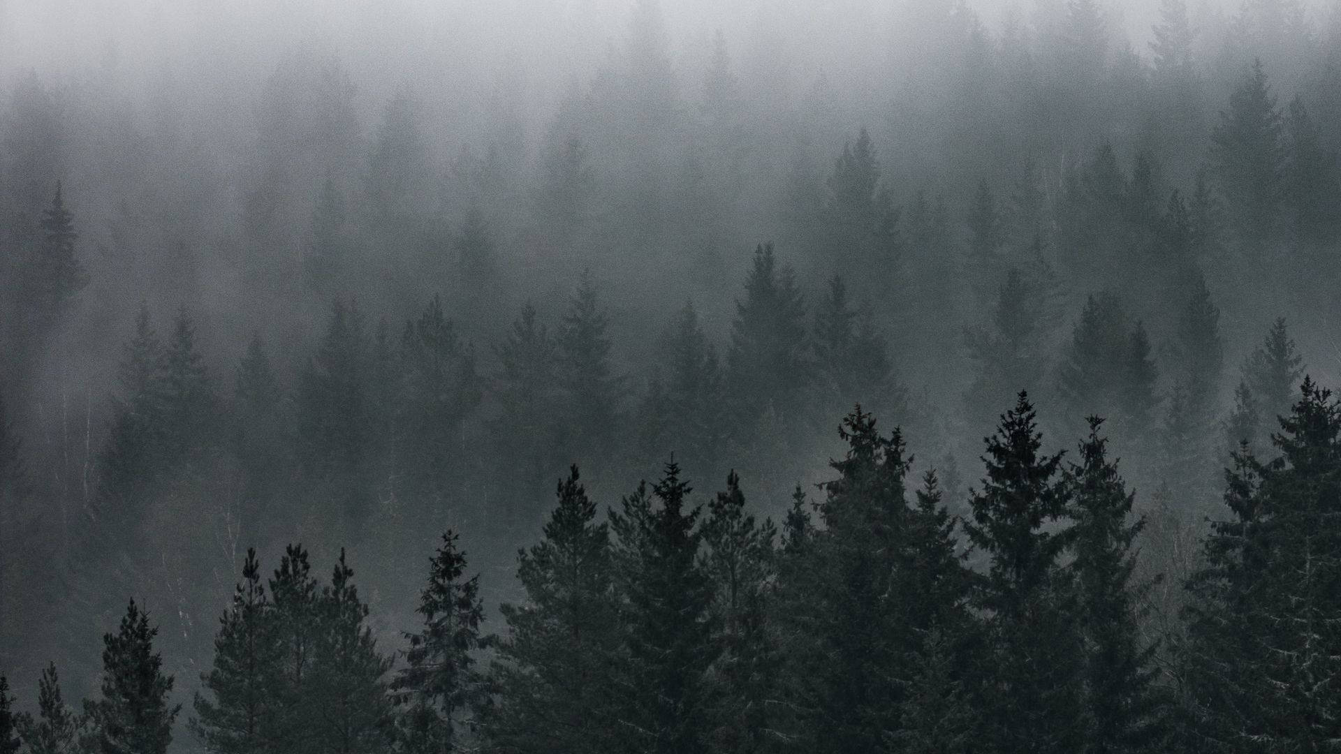 Rừng Sương Mù Hình nền