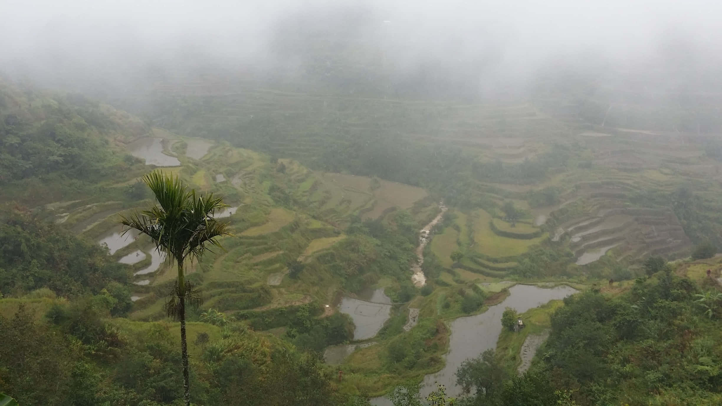 Ruộng bậc thang Banaue mờ sương ở Philippines Hình nền