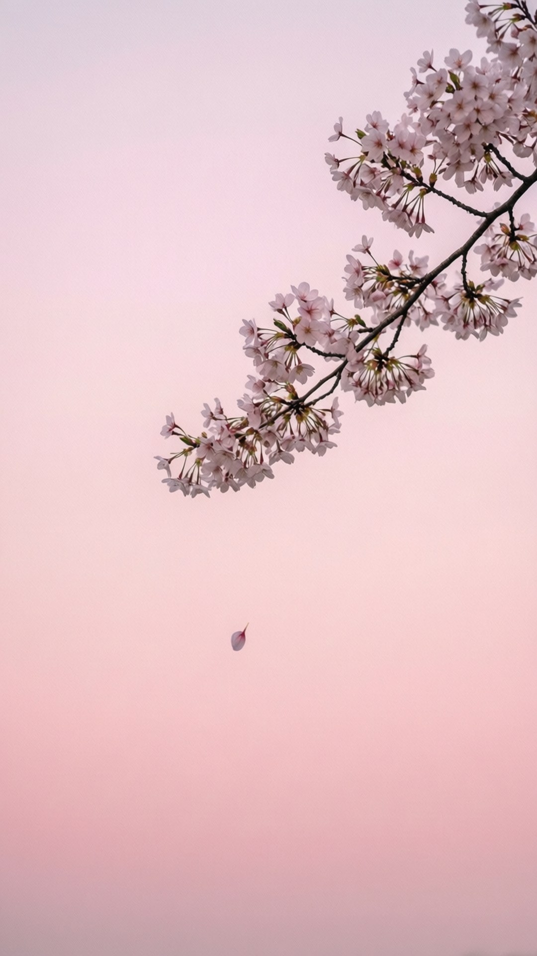 Sakura Tối Giản Hình nền