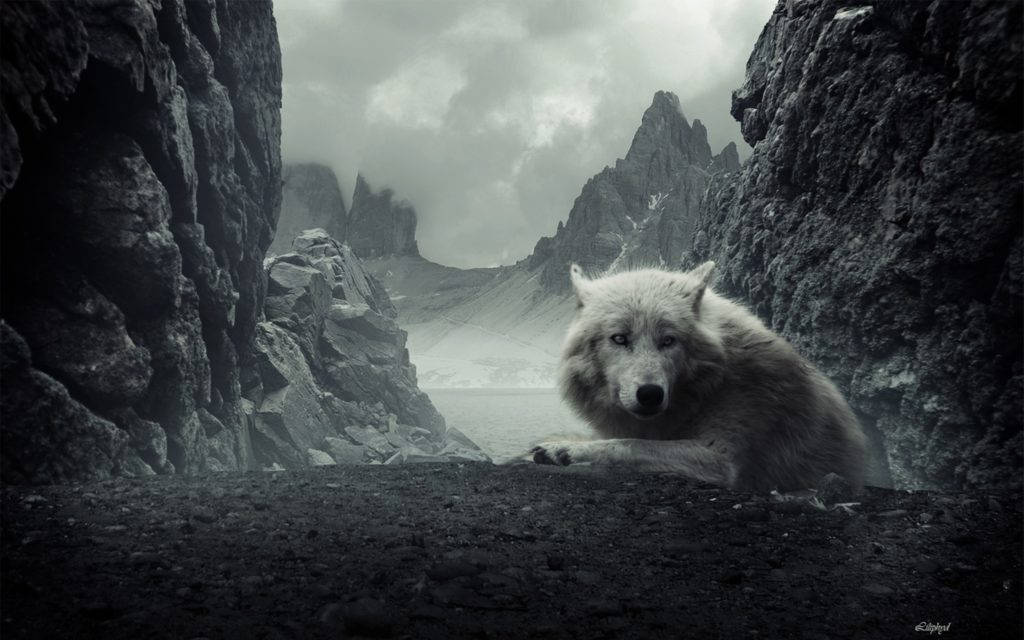 Sói Ngầu Núi Đá Rocky Hình nền