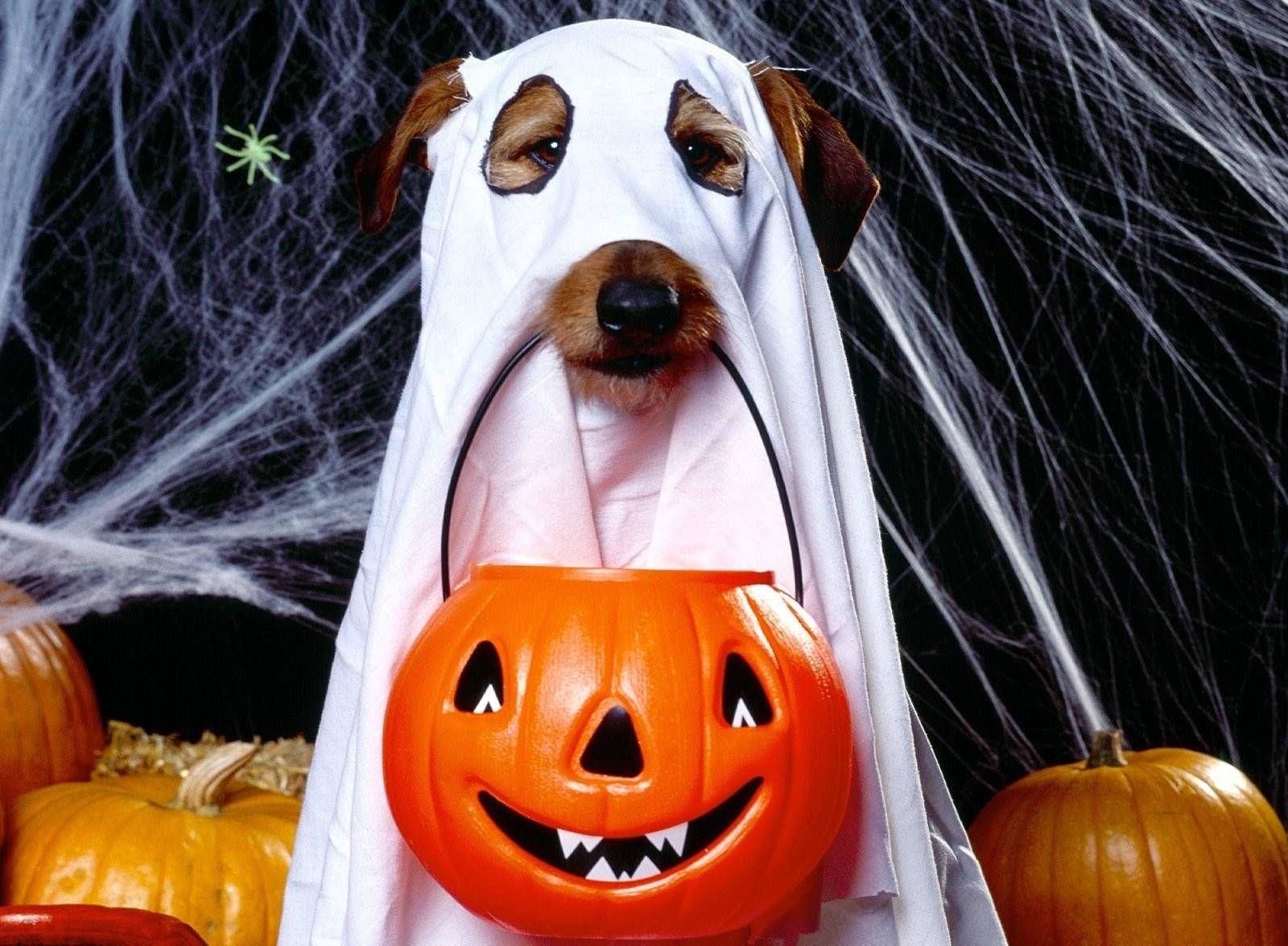 Hình nền chú chó mặc trang phục ma Halloween dễ thương mang giỏ bí ngô.