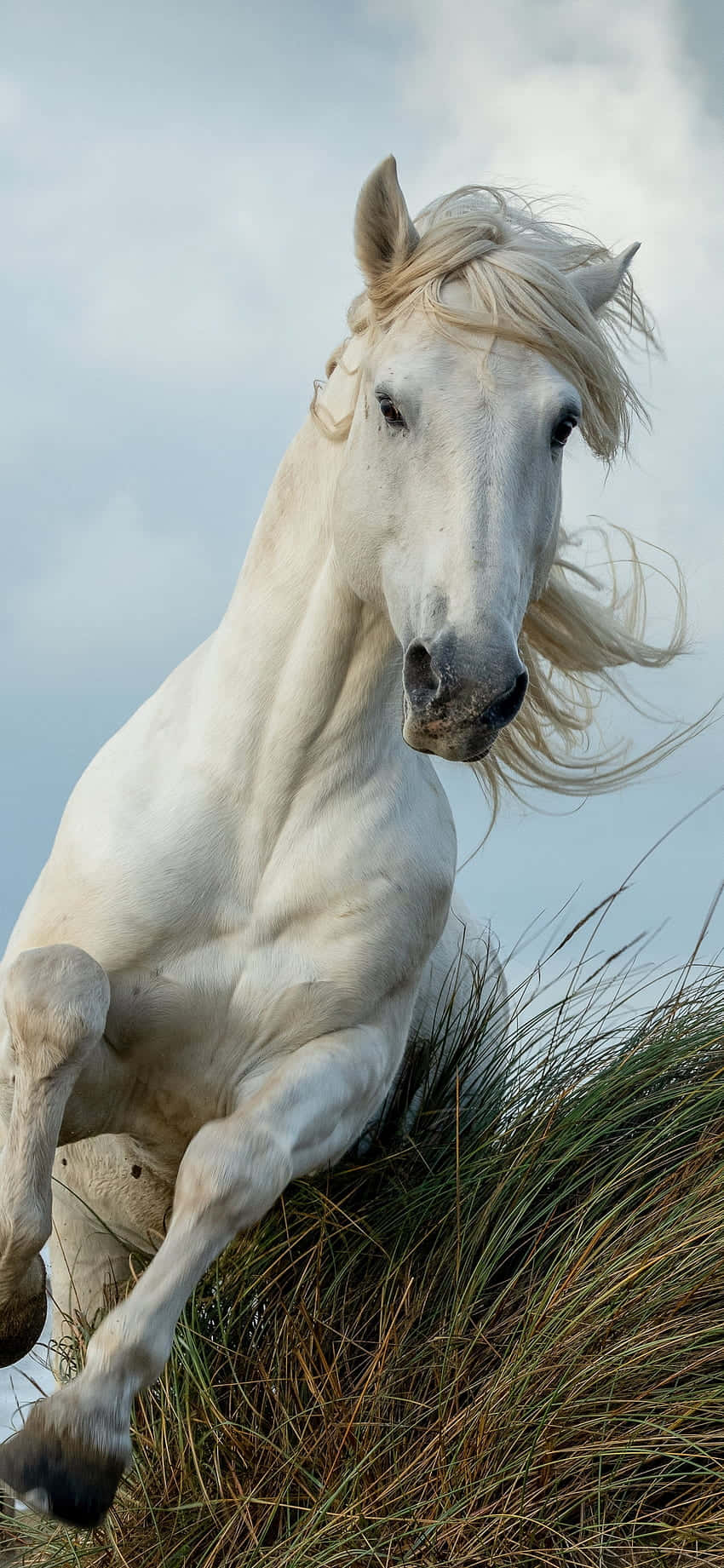Sức mạnh và Vẻ đẹp với Beautiful Horse iPhone Hình nền