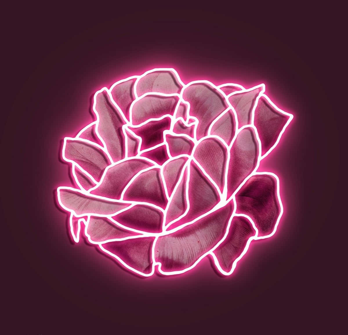 Tận hưởng không khí tươi sáng của màu hồng neon💗 Hình nền