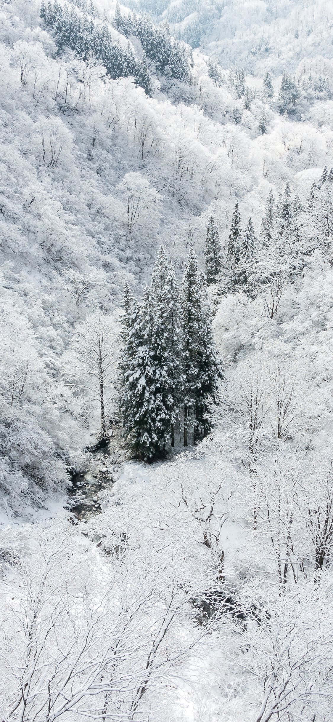 Tận hưởng mùa đông với Snow iPhone Hình nền