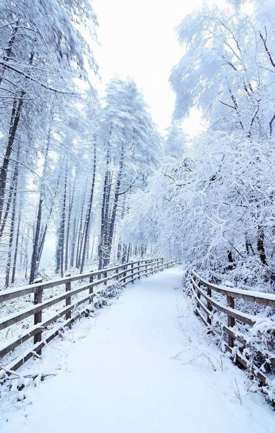 Tận hưởng tuyết lạnh khi cắm trại cùng Snow iPhone của bạn Hình nền
