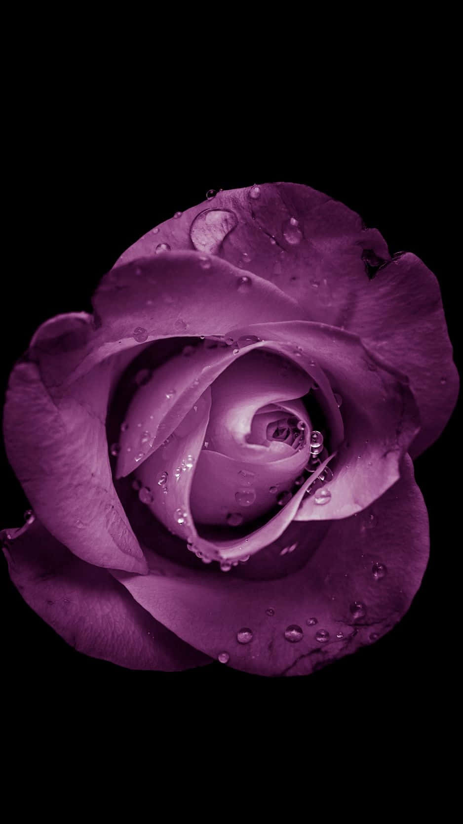 Tận hưởng vẻ đẹp thiên nhiên với Flower iPhone. Hình nền