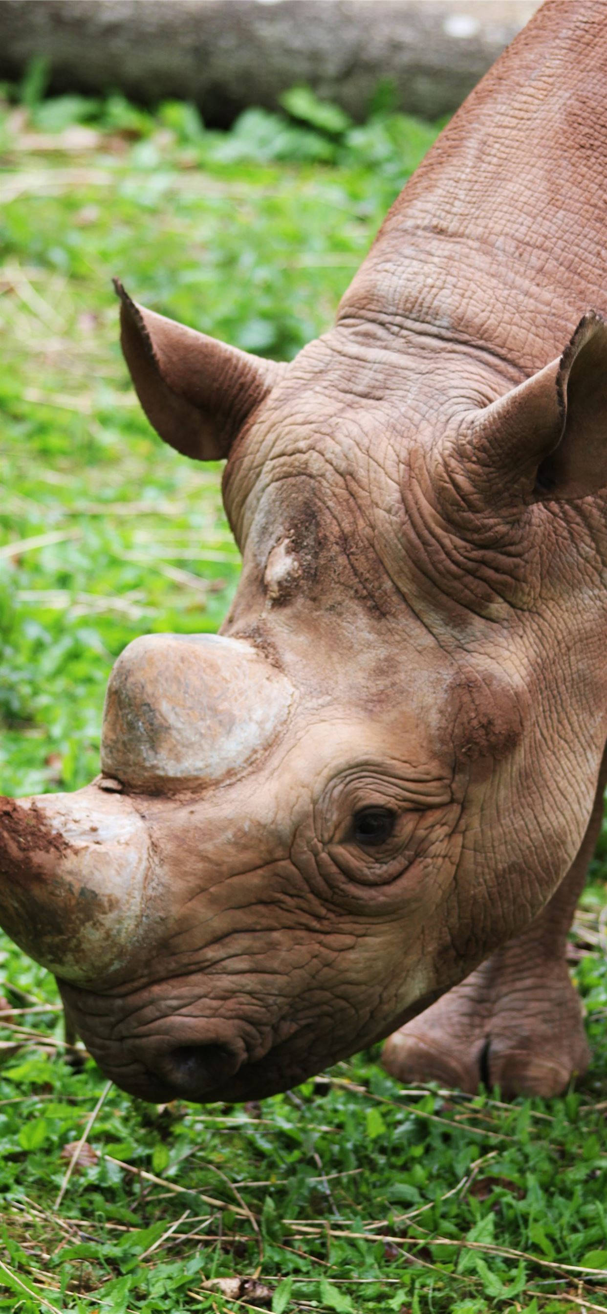 Tê Giác Sumatra Hình nền
