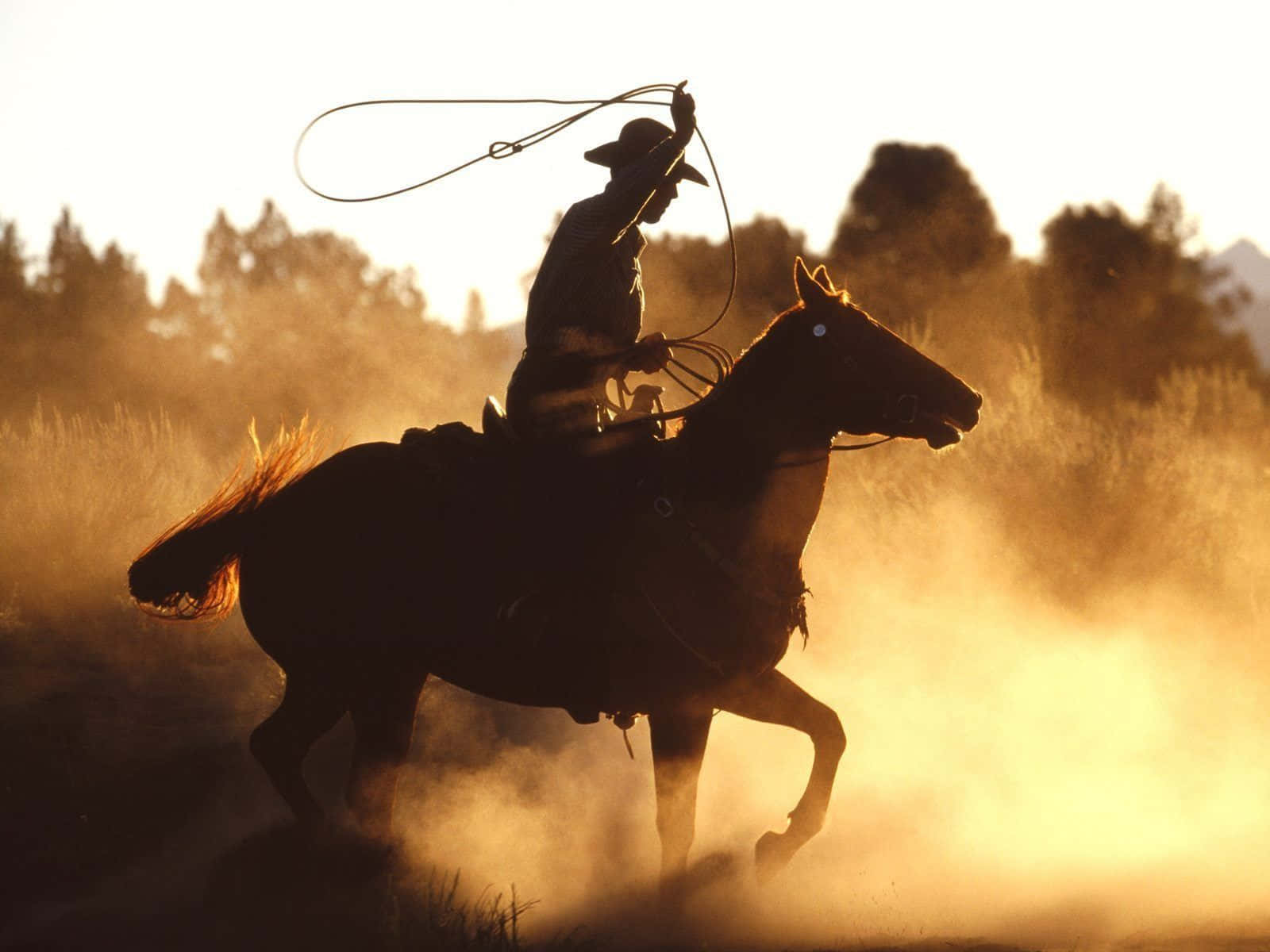 Team Roping Trong Bụi Cát Hình nền