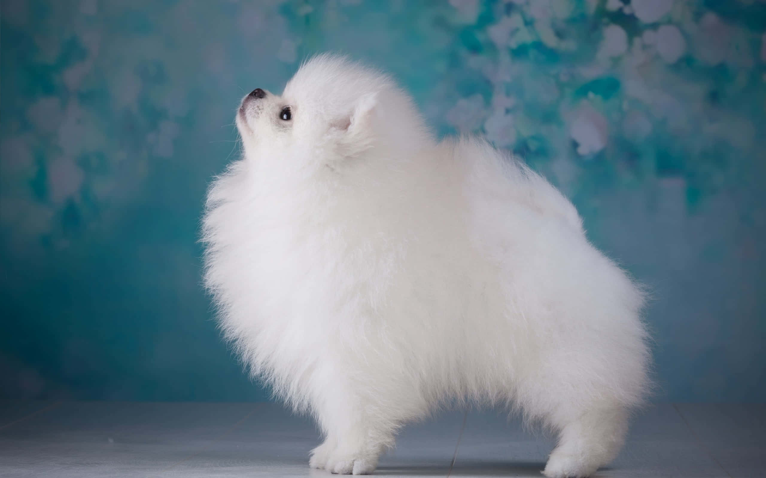 Thẩm mỹ Chó Pomeranian Hình nền