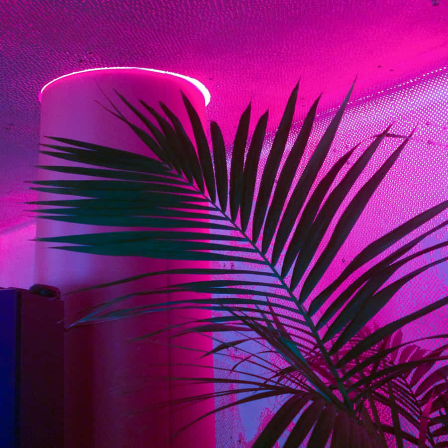 Thắp sáng cuộc sống của bạn với phong cách neon hồng rực rỡ này Hình nền