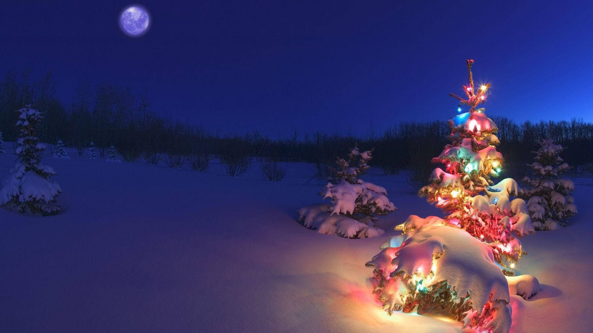 Thắp sáng mùa lễ hội với cây thông Noel Hình nền