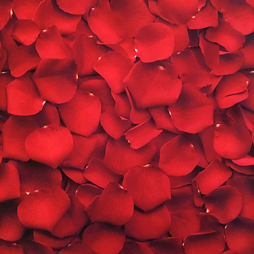 Thêm sắc màu cho cuộc sống với Red Aesthetic Hình nền