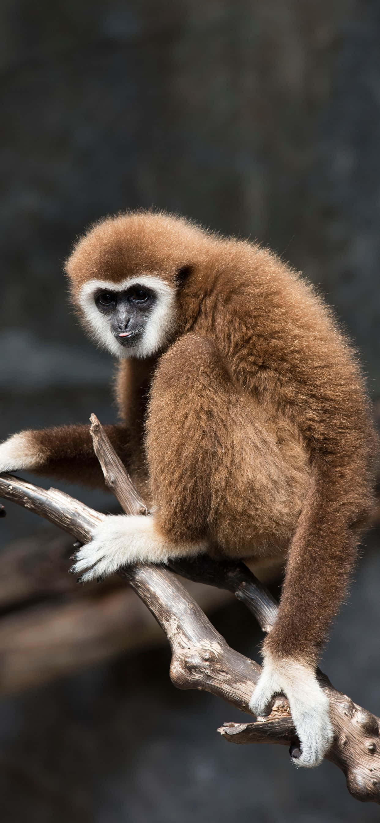Thiên Nhiên Gọi Mời - iPhone Xs Max Gibbon Hình nền