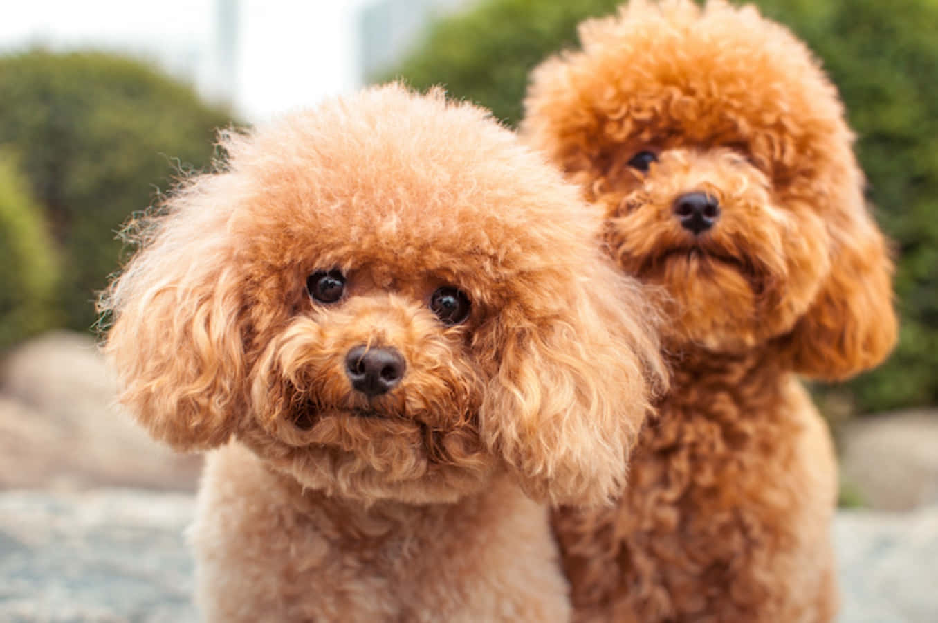 Tìm Hiểu Về Chó Affenpinscher - Giống Chó Mặt Khỉ Hình nền