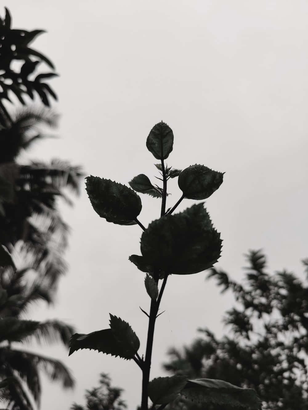 “Tìm sự bình yên của bạn trong tông màu xám." Hình nền
