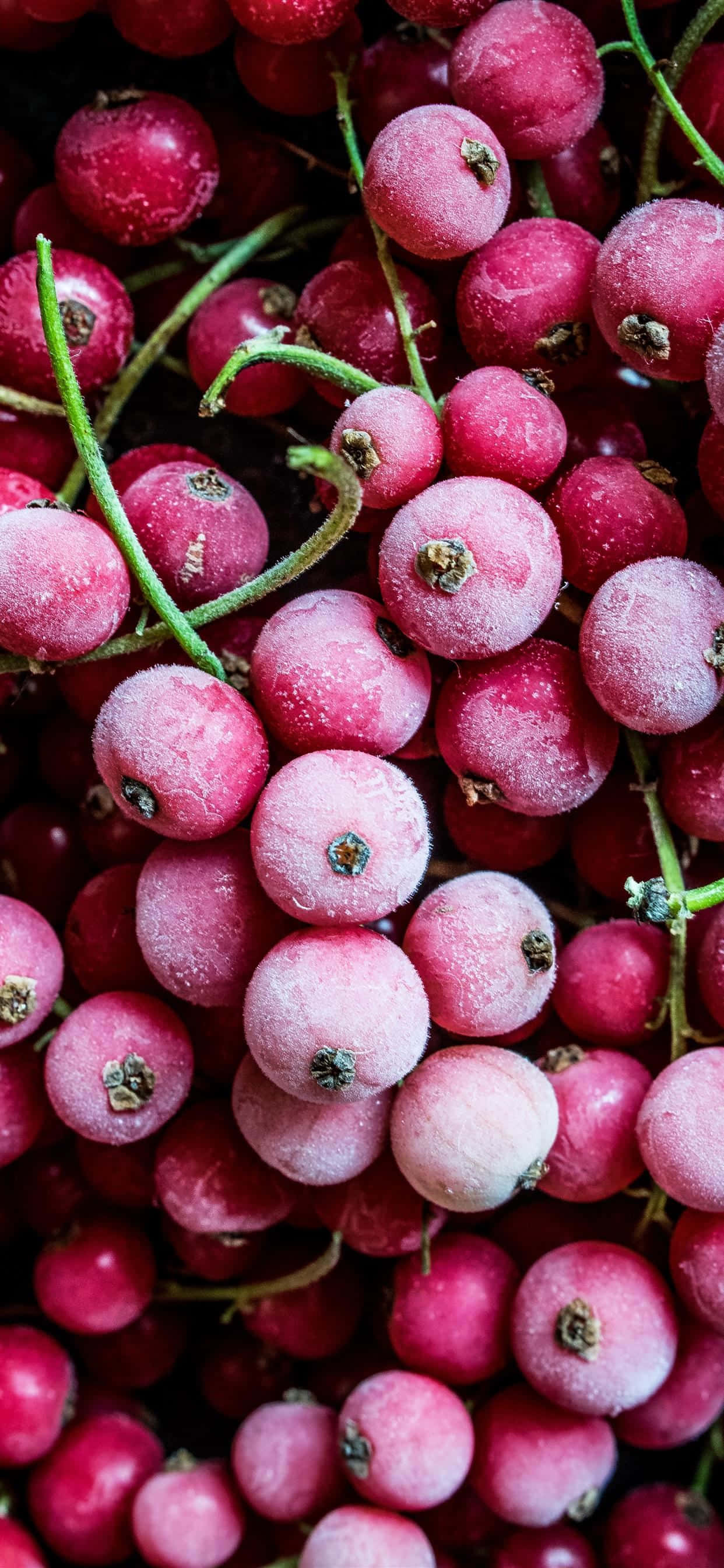 Tĩnh vật trái cây tươi hỗn hợp Hình nền