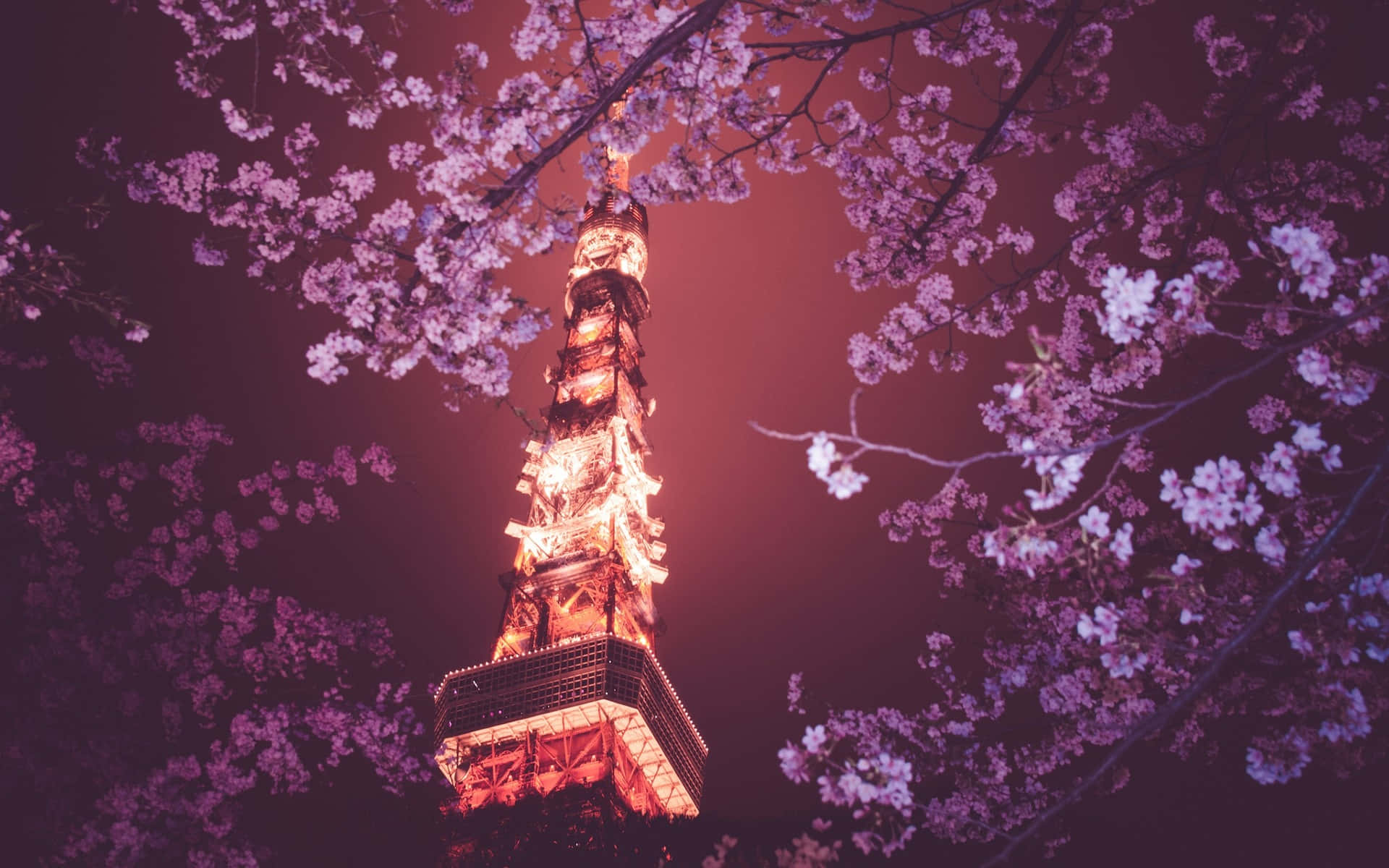 Tokyo Background Tháp Tokyo Trên Cây Hoa Anh Đào Hình nền