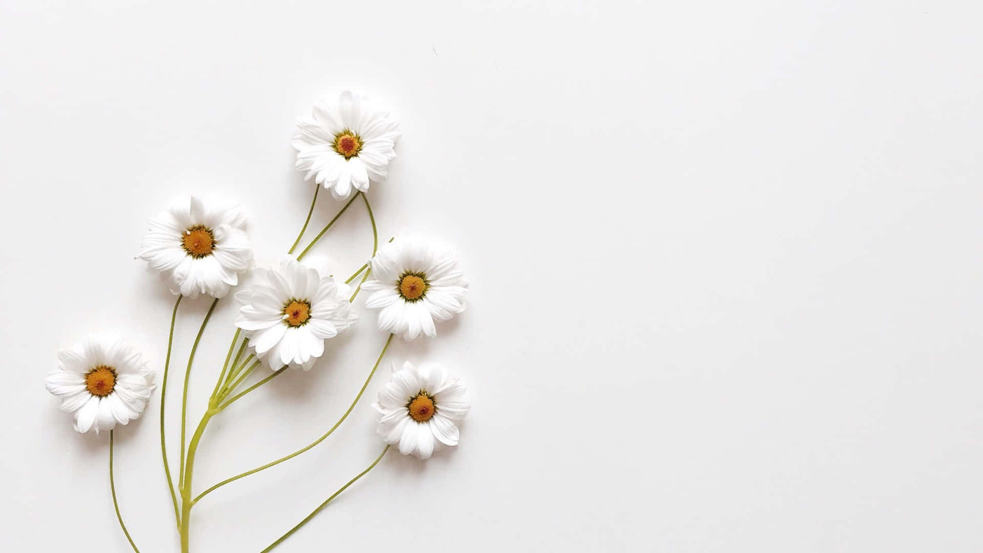 Trải nghiệm sự đơn giản, thanh lịch và tinh tế với hình nền Aesthetic White. Hình nền