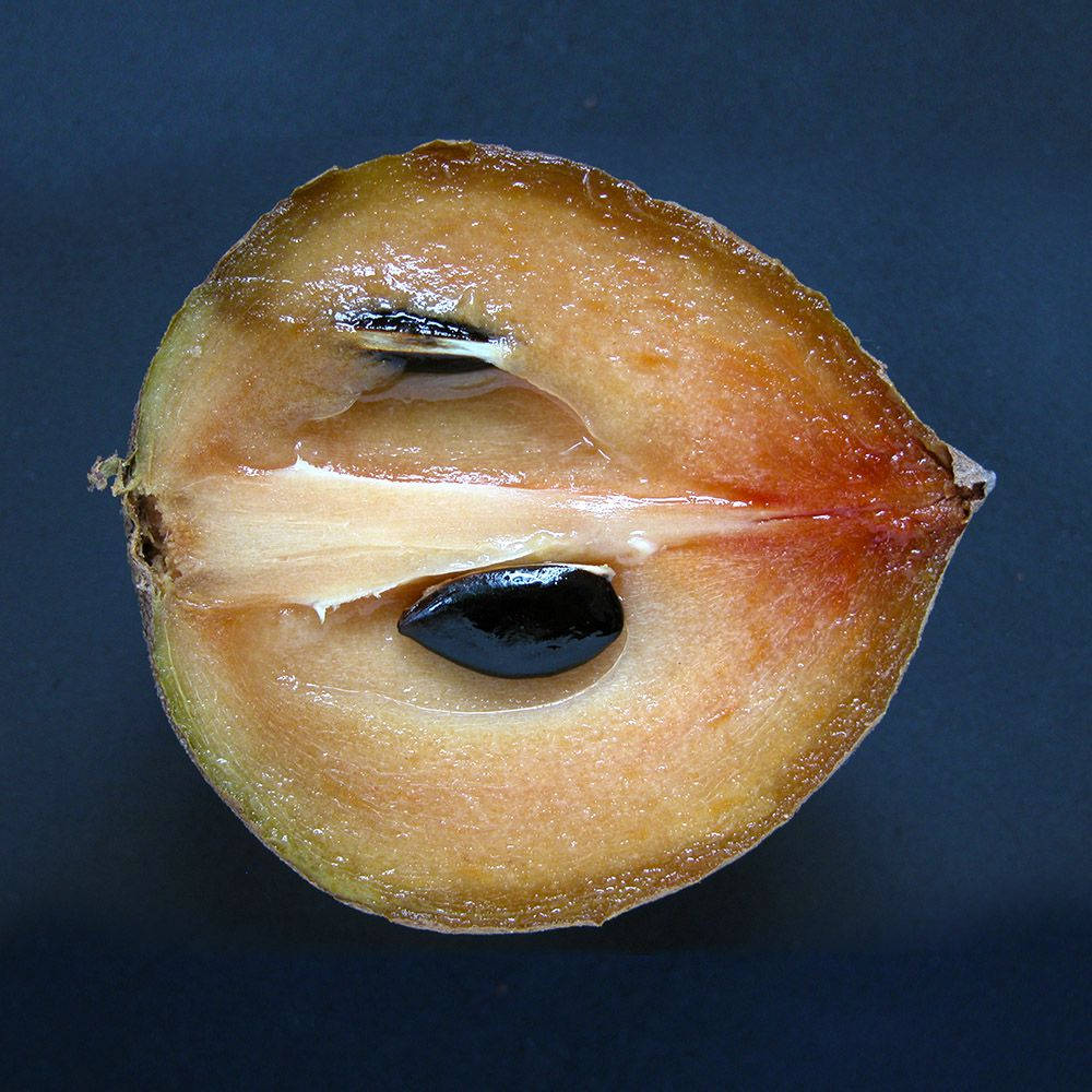 Trái Sapodilla Cắt Đôi Hình nền