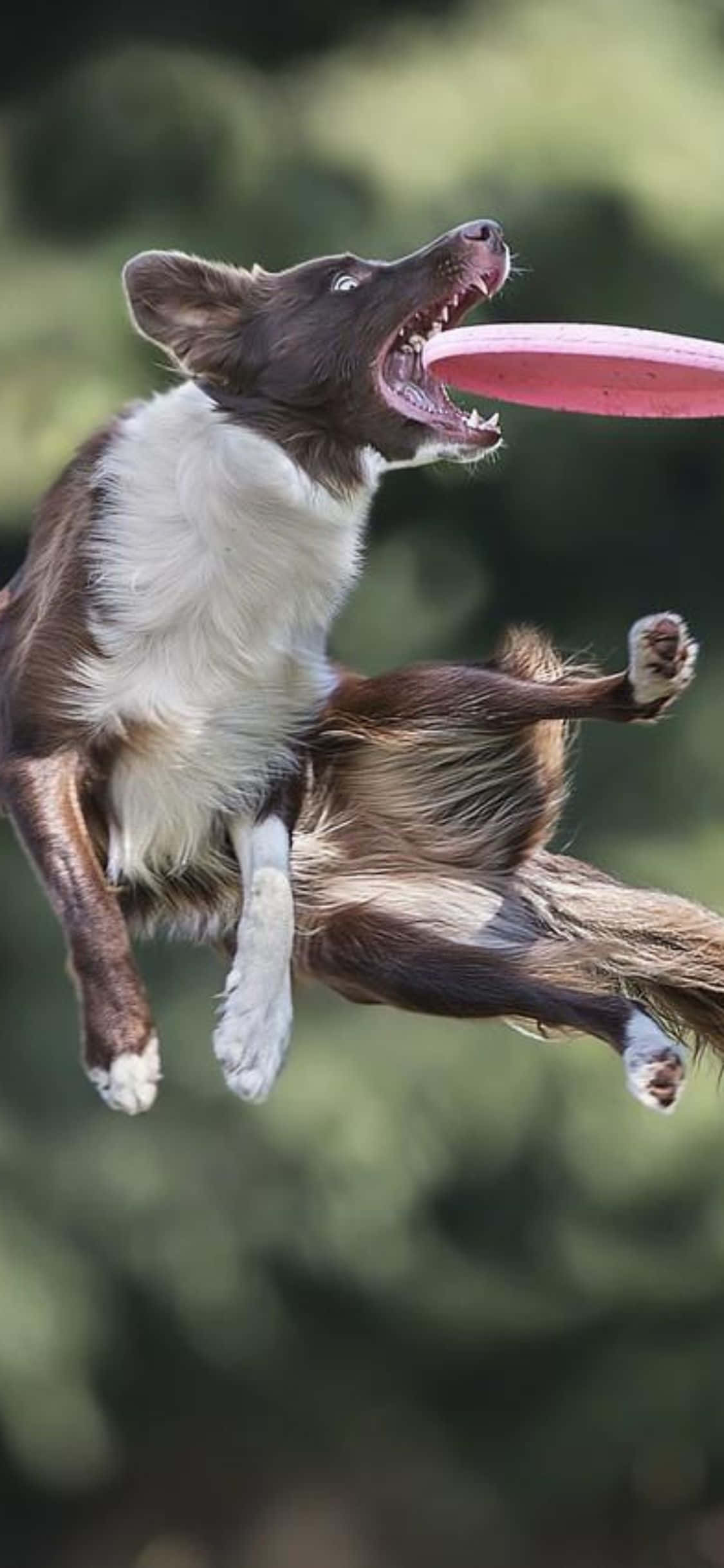 Trò chơi Frisbee thú vị cùng iPhone Xs hoàn toàn mới Hình nền