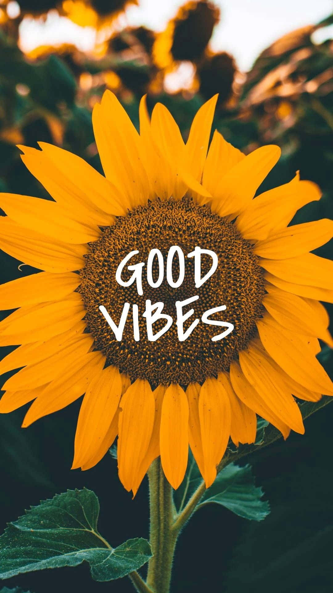 Tumblr Aesthetic Good Vibe Hoa Hướng Dương Hình nền