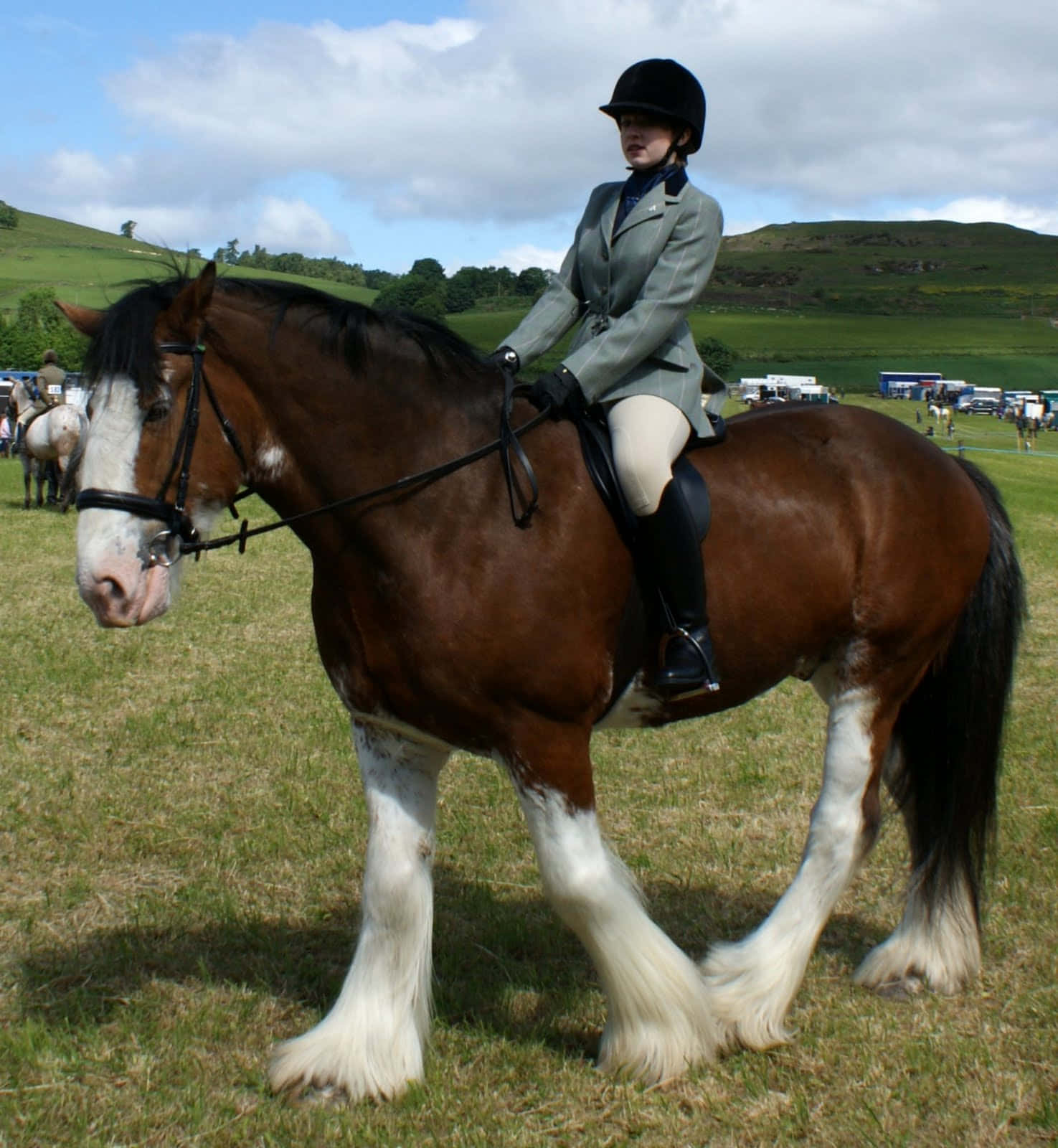 Đứng Vững Vàng, Một Chú Ngựa Clydesdale Uy Nghi Hình nền