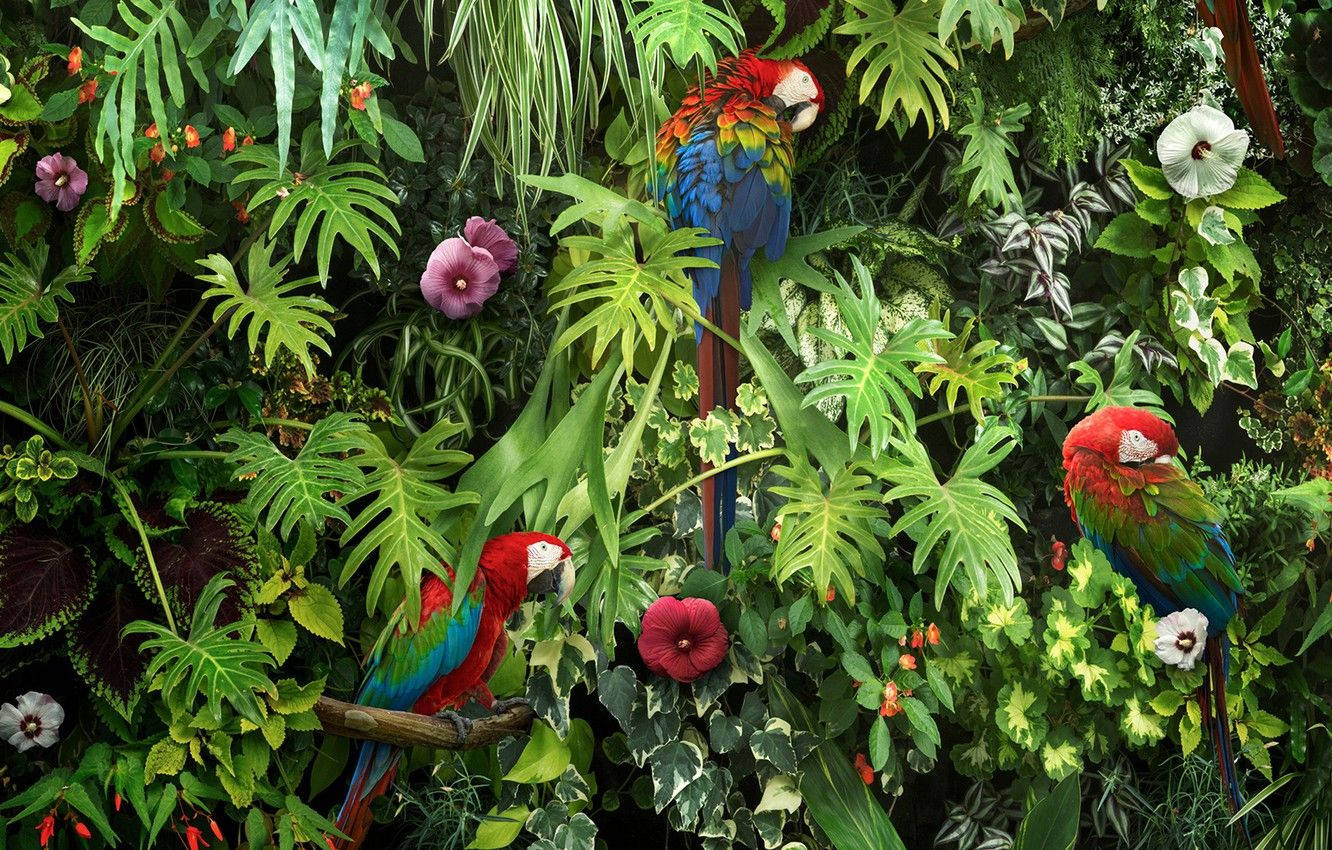 Vẹt Macaw Trong Khu Vườn Tươi Tốt Hình nền