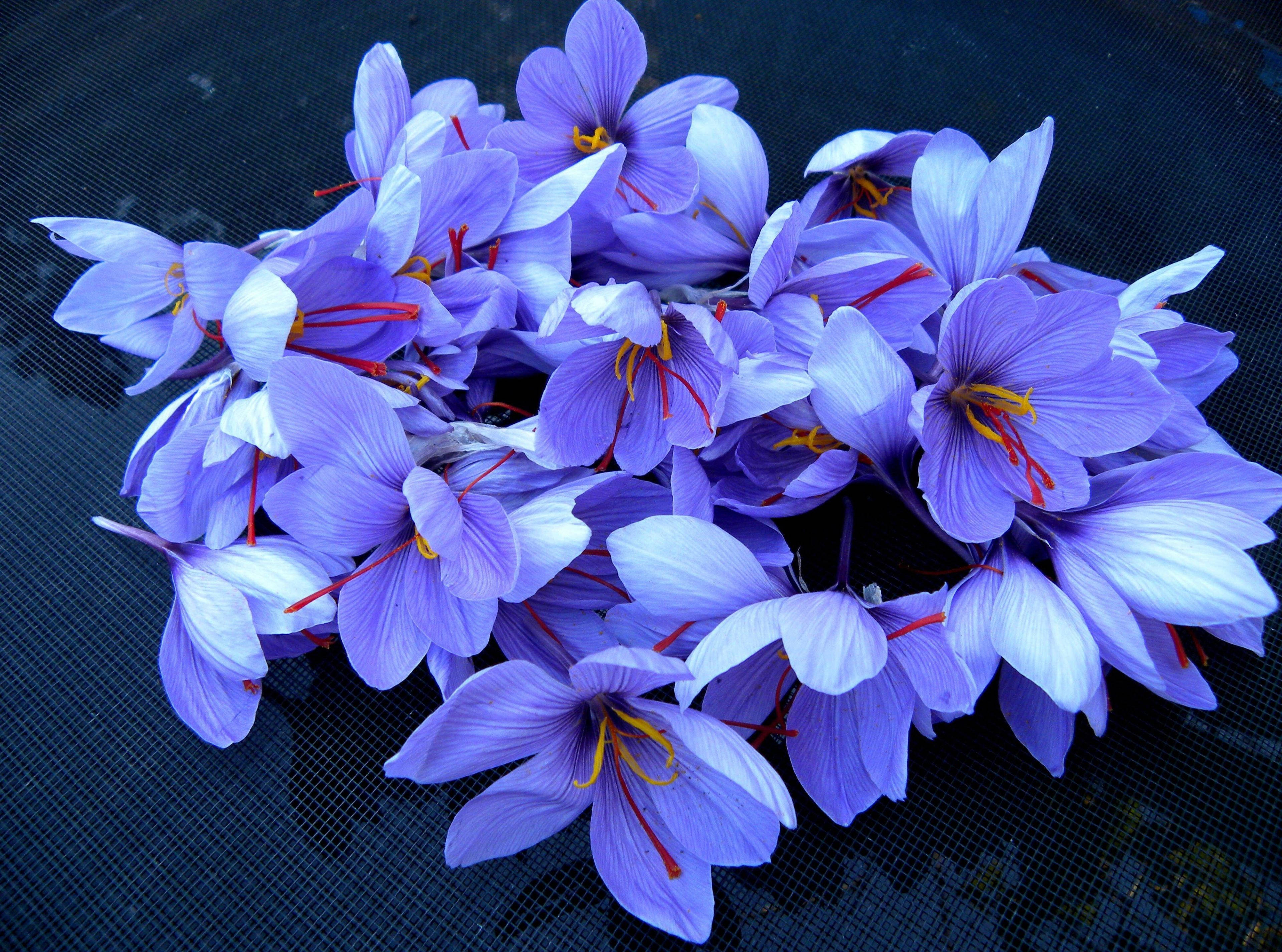 Vụ thu hoạch tinh tế của nghệ tây Crocus Hình nền