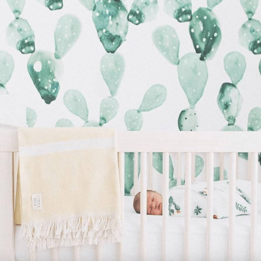 Vườn ươm xương rồng xanh pastel Hình nền