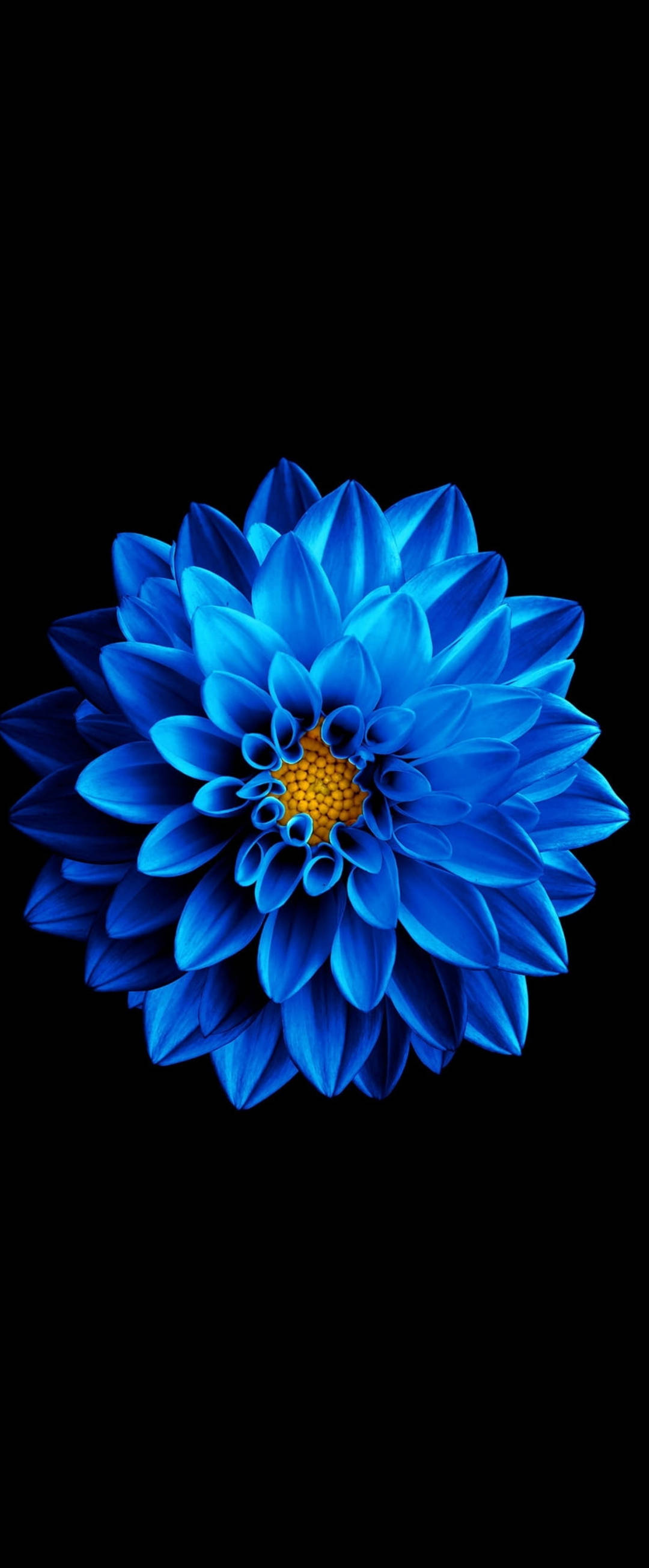 Super AMOLED Hoa Cúc Xanh Hình nền