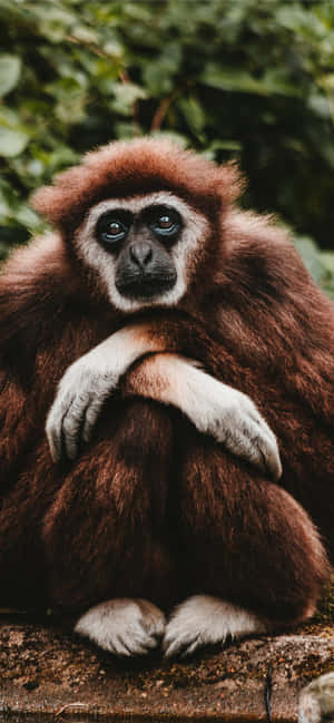 Nền Android Gibbon — iPhone 14 Plus Hình nền