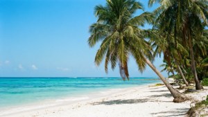 Bãi biển nhiệt đới với đại dương trong xanh và cây cọ.