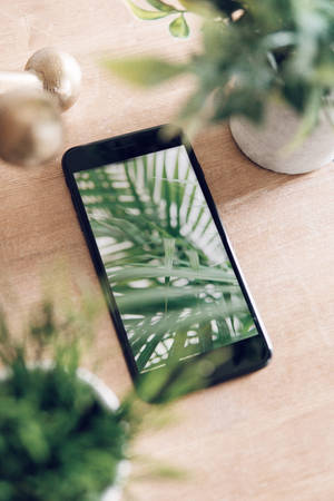 Bàn iPhone Với Cây Cảnh — Xiaomi Pad 9 Pro Hình nền