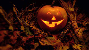 Bí ngô Halloween cổ điển giữa cánh đồng ngô. — Cổ điển Halloween Hình nền