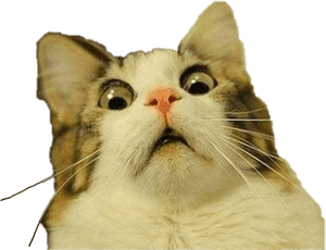 #sốc #mèo #freetoedit - Nền trong suốt meme mèo, Tải xuống HD PNG