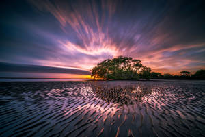 Hình nền bình minh tím cây đầm lầy