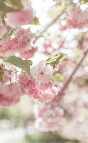 Blooming Cute Pink Aesthetic Cherry Blossom — Huawei MatePad Mini Hình nền