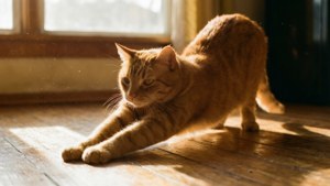 Một chú mèo mướp màu gừng đang duỗi người trong ánh sáng ấm áp của buổi sáng trên sàn gỗ. — Mèo Hình nền