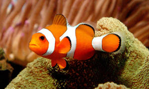 Hình nền cá Nemo ngầu trên rạn san hô — Cá ngầu Hình nền