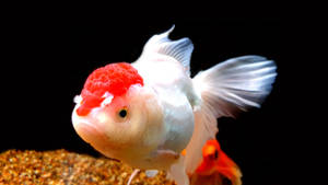 Hình nền cá vàng Oranda