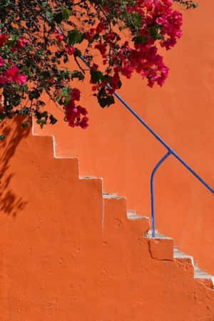 Hình ảnh phong cách cam — Cam aesthetic GIF Hình nền