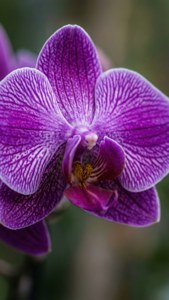 Ảnh macro chi tiết một bông hoa lan tím, thanh lịch và kỳ lạ. — Tím Hình nền