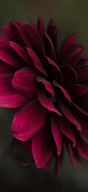 Burgundy Flower — Redmi Note 17 Hình nền
