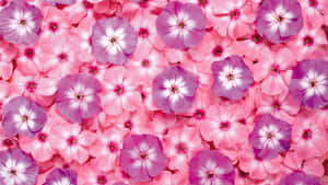 Hình nền hoa hồng