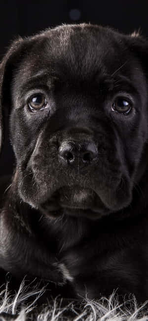 Nền Cane Corso — CMF Phone Hình nền