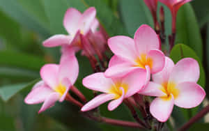 Hình ảnh hoa đẹp
