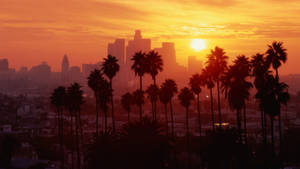 Cây Cọ Hoàng Hôn Đại Lộ Los Angeles — Đại lộ hoàng hôn Hình nền