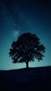 Bóng cây trên đồi dưới bầu trời đêm xanh thẳm đầy sao, huyền bí và tĩnh lặng. — iPhone 8 Plus Hình nền